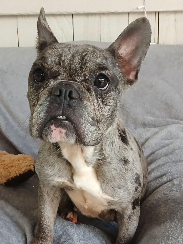 Boone, a Adoptable French Bulldog in Fort Worth, TX image 3/3