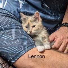 Enlarge Lennon, an adopted Domestic Short Hair in Menasha, WI image 1/4