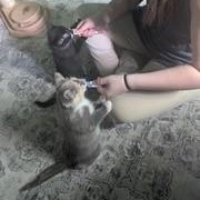 Enlarge Lennon, an adopted Domestic Short Hair in Menasha, WI image 3/4