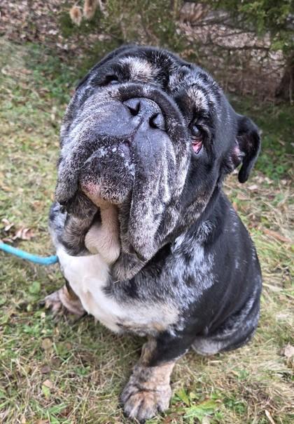 Enlarge Porter, a Adoptable English Bulldog in Burlington, WI image 1/3