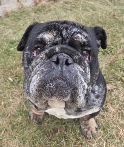 Enlarge Porter, a Adoptable English Bulldog in Burlington, WI image 2/3