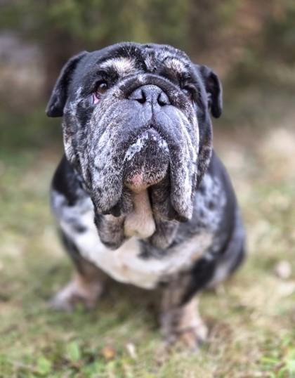 Enlarge Porter, a Adoptable English Bulldog in Burlington, WI image 3/3