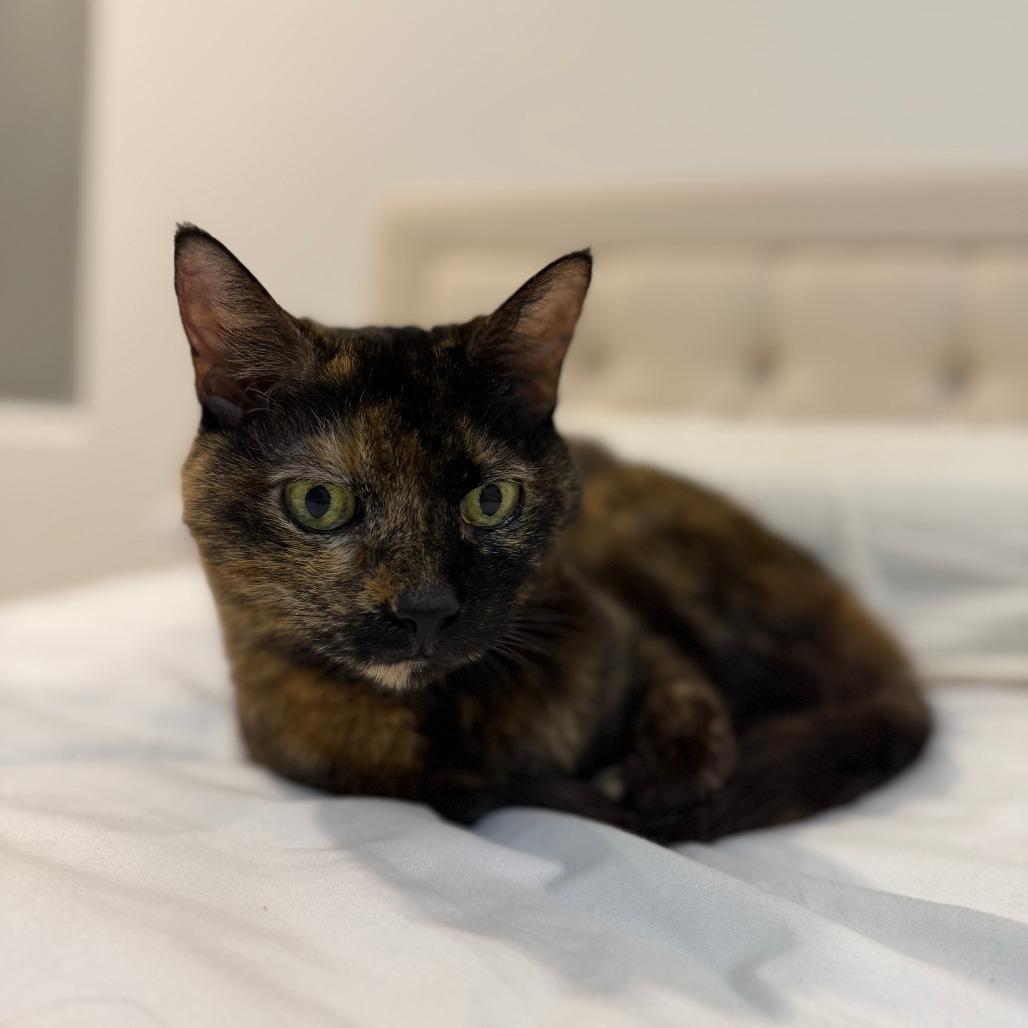 Enlarge Luna, a Adoptable Domestic Short Hair in Las Vegas, NV image 1/3