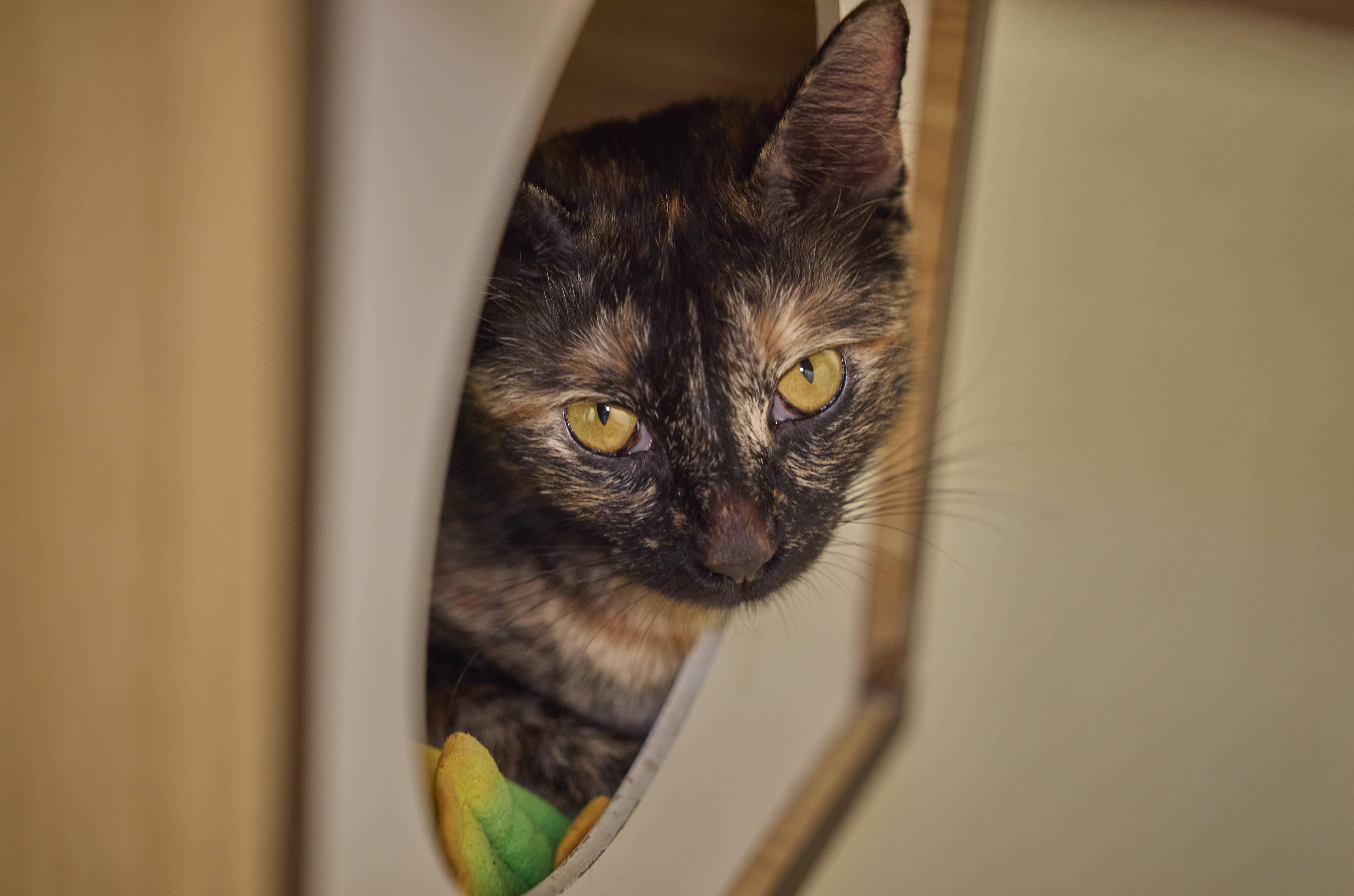 Enlarge Sasha, a Adoptable Tortoiseshell in Santa Barbara, CA image 3/3