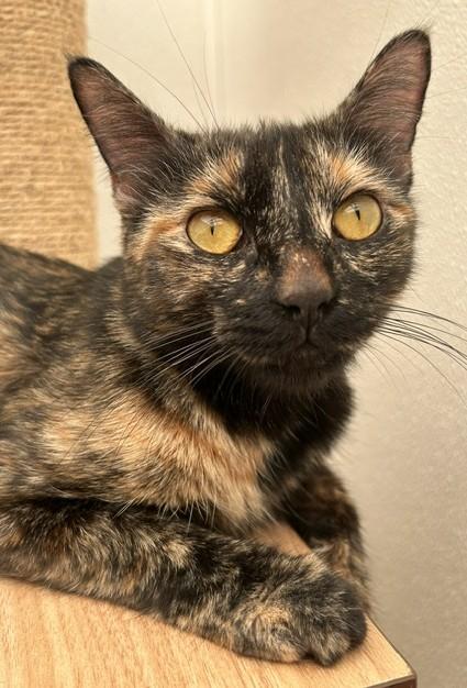 Enlarge Sasha, a Adoptable Tortoiseshell in Santa Barbara, CA image 1/3