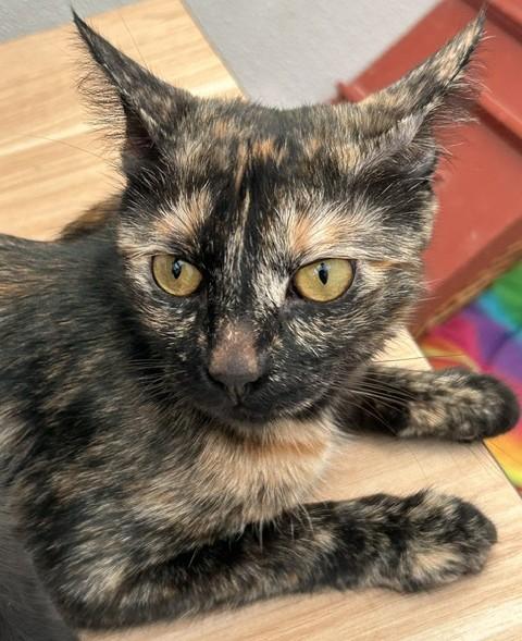 Enlarge Sasha, a Adoptable Tortoiseshell in Santa Barbara, CA image 2/3
