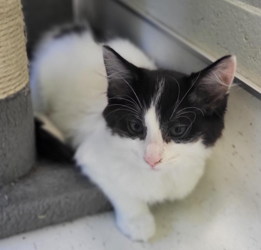 Sandy, Adoptable, Kitten Female Domestic Medium Hair.