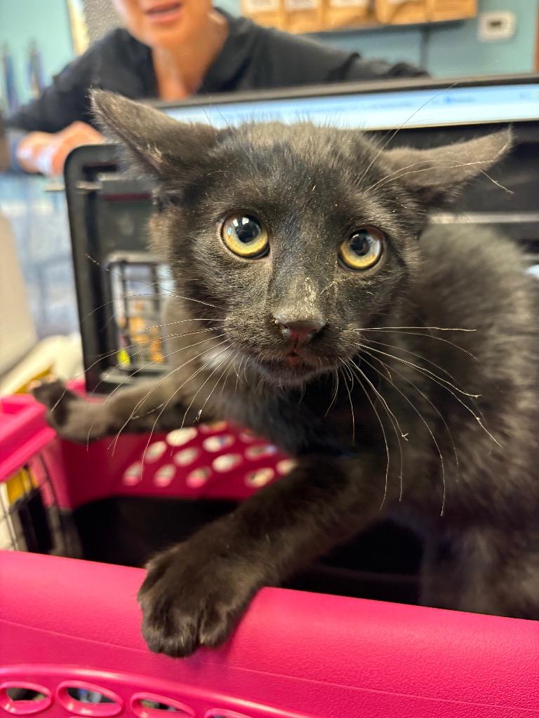 Pedro, Adoptable, Young Male Domestic Short Hair.