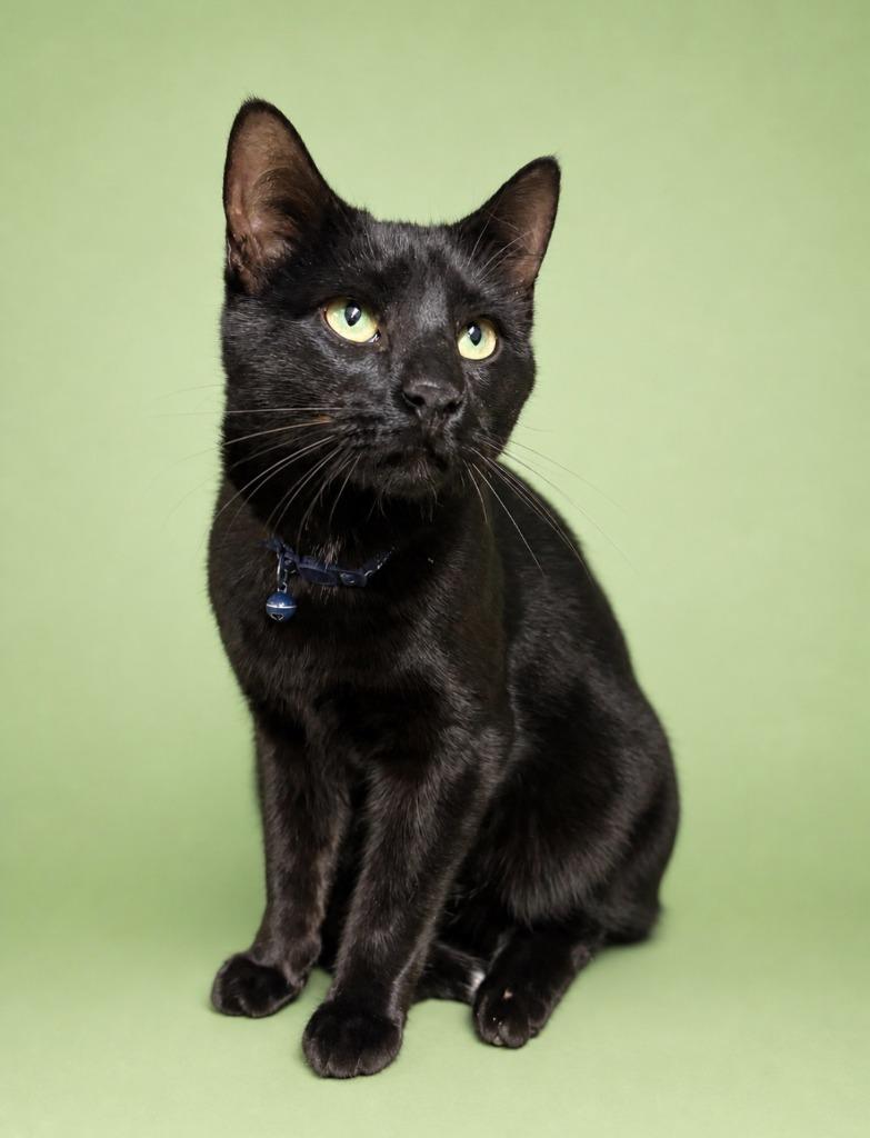 Enlarge Pedro, a Adoptable mixed breed in Rock Springs, WY image 2/3