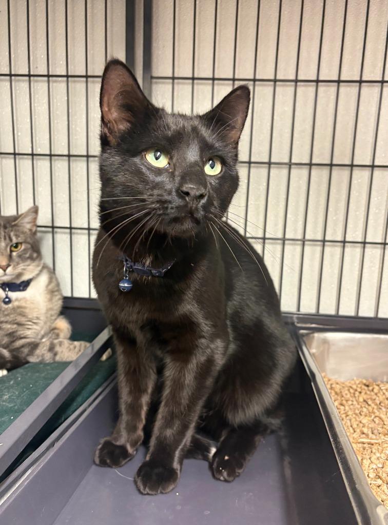 Enlarge Pedro, a Adoptable mixed breed in Rock Springs, WY image 3/3