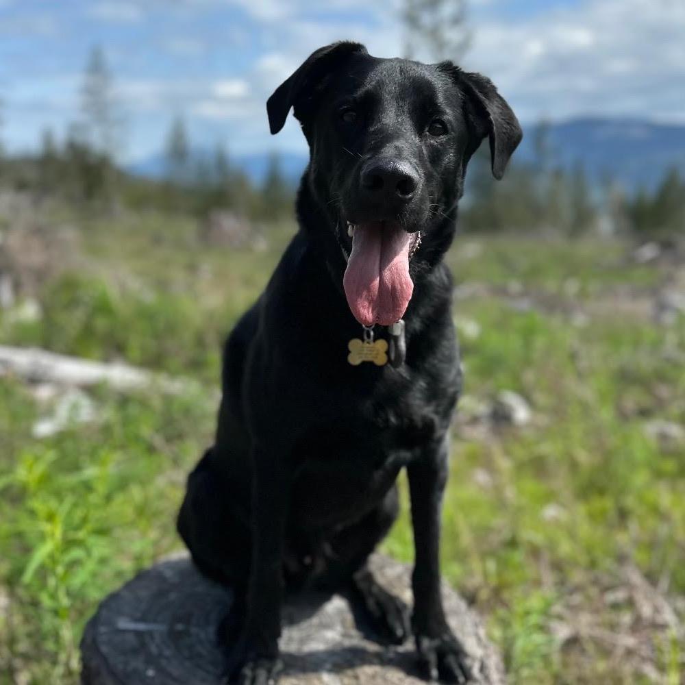 Waylon, Adoptable, Adult Male Black Labrador Retriever.
