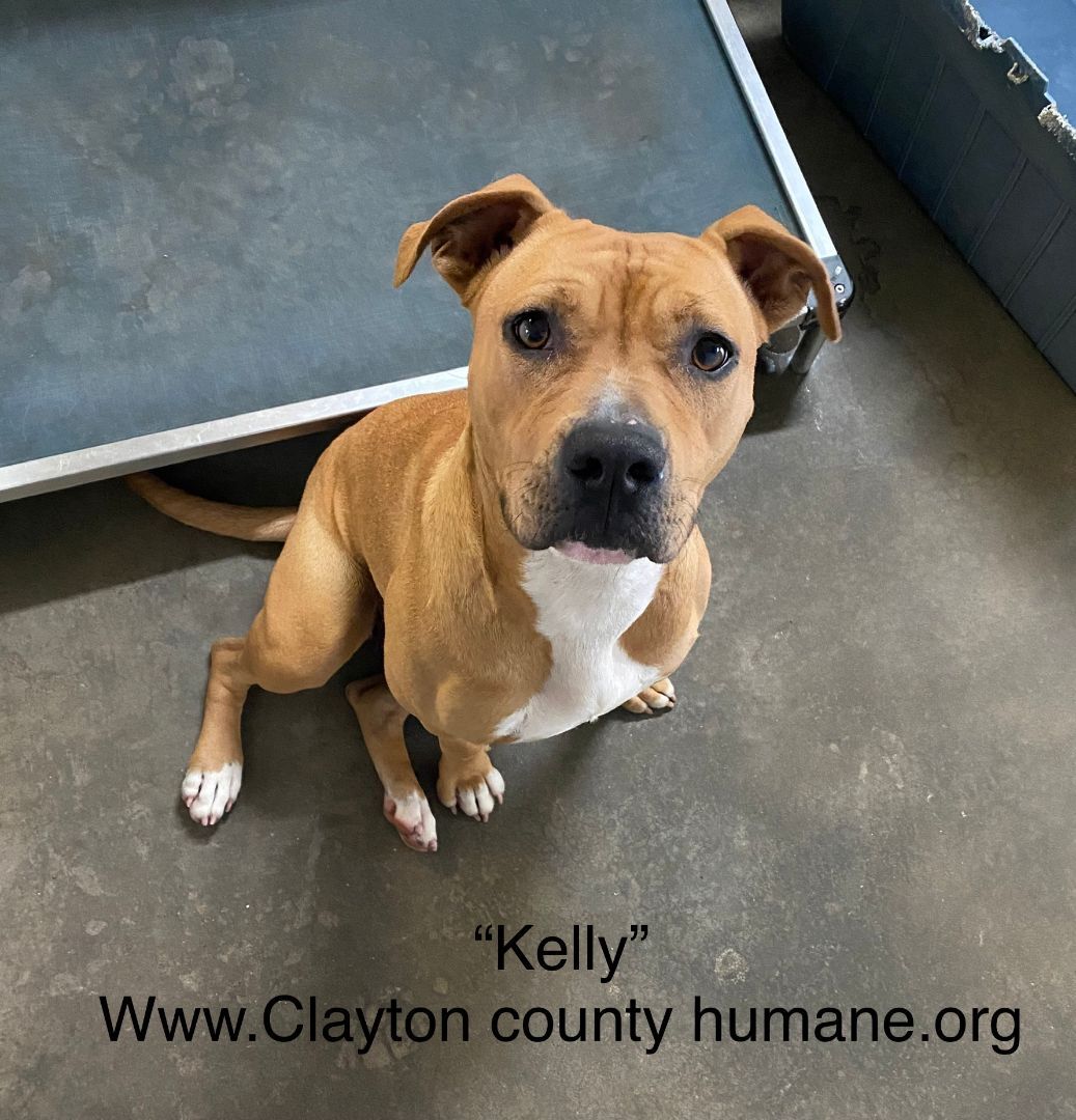 Kelly, a Adoptable mixed breed in Jonesboro, GA image 1/2