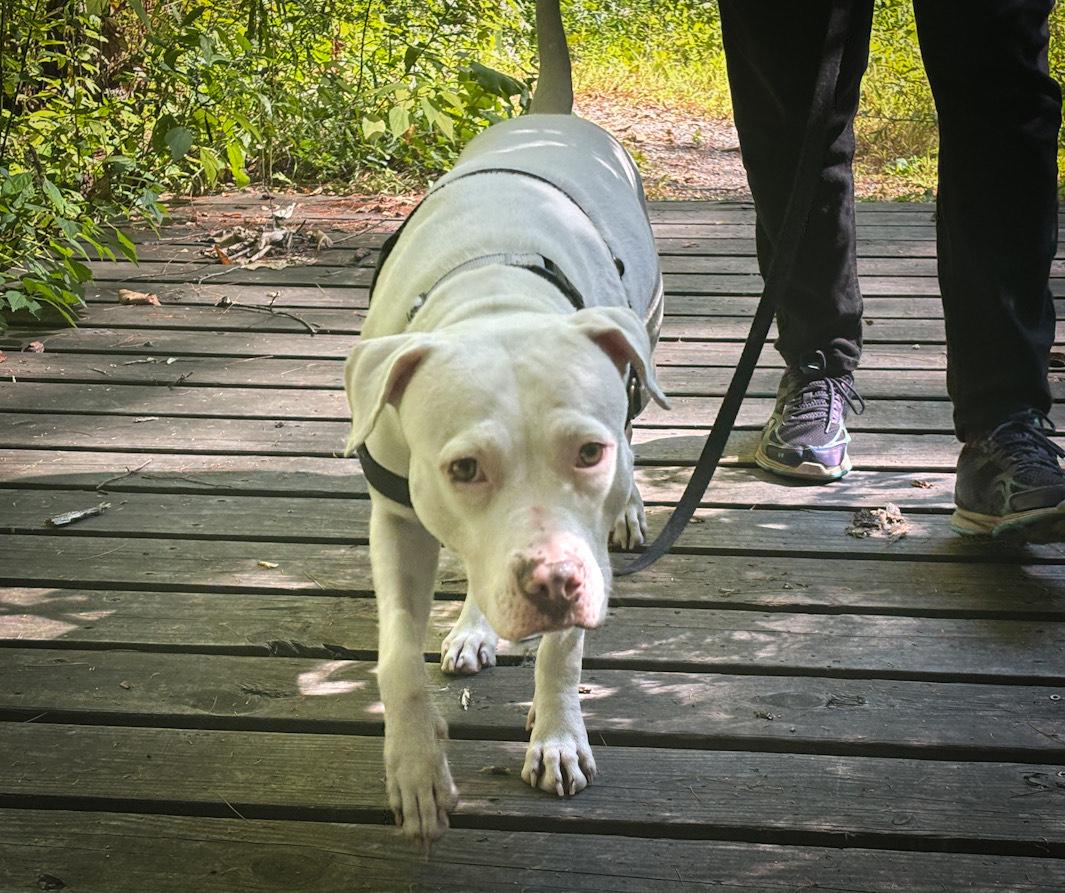 Enlarge Heaven- In Foster, a Adoptable mixed breed in Manchester, NH image 4/5