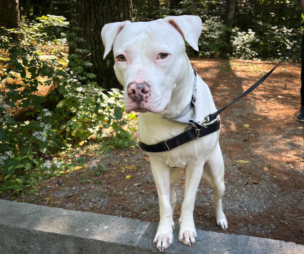 Enlarge Heaven- In Foster, a Adoptable mixed breed in Manchester, NH image 5/5