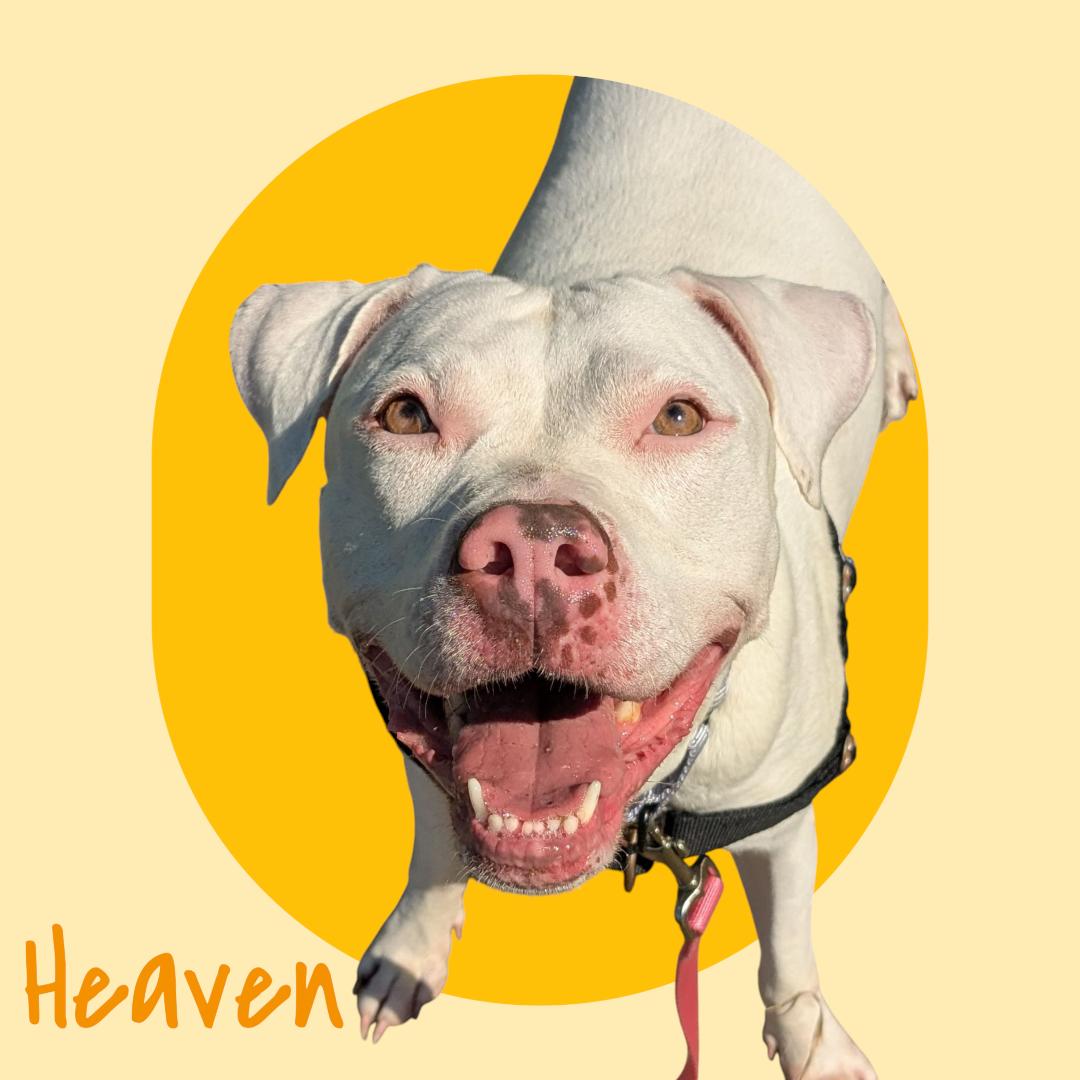 Enlarge Heaven- In Foster, a Adoptable mixed breed in Manchester, NH image 1/5