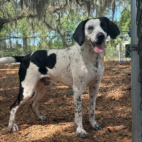 Enlarge Jackson, a ADOPTABLE Mixed Breed in St. Augustine, FL image 4/4