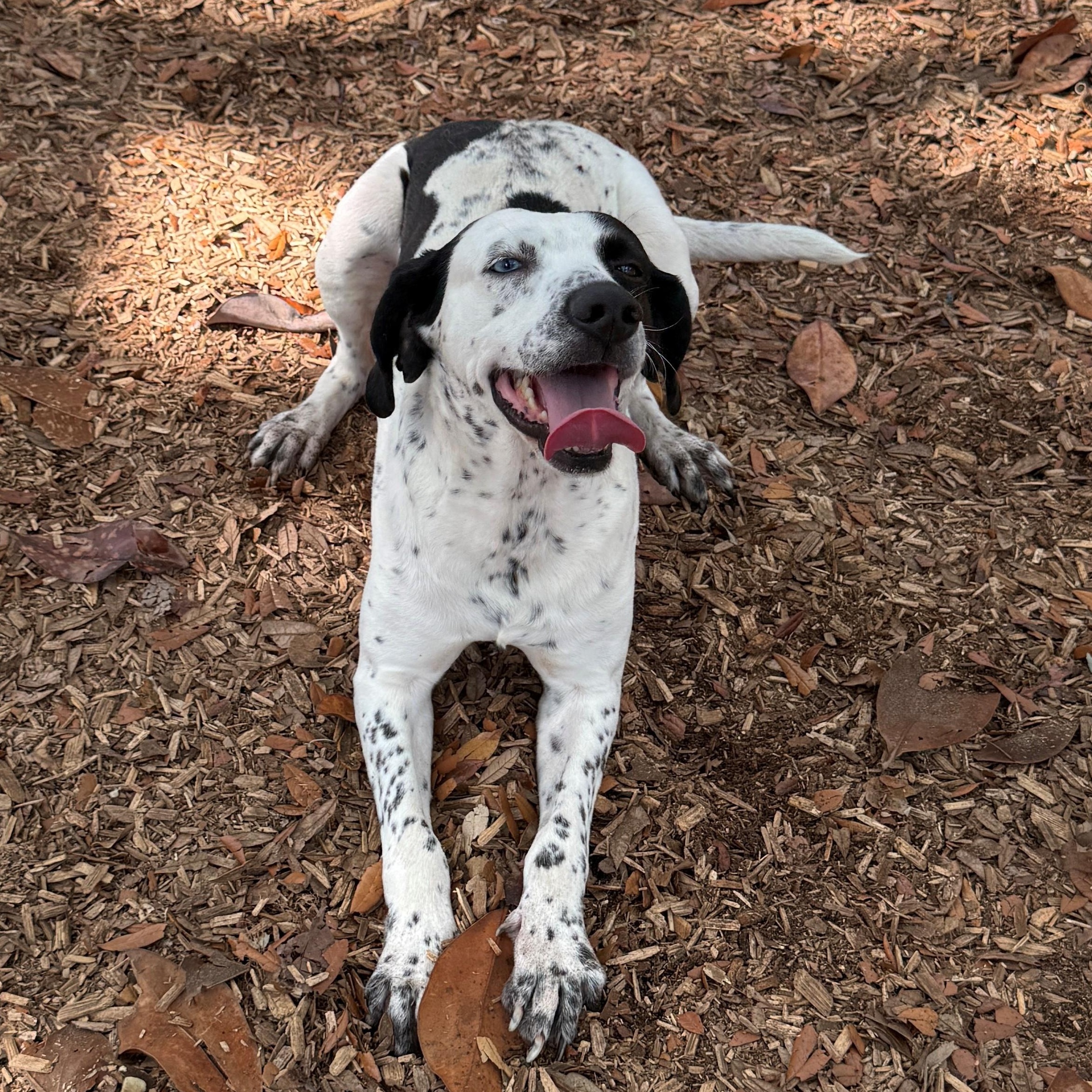 Enlarge Jackson, a ADOPTABLE Mixed Breed in St. Augustine, FL image 3/4