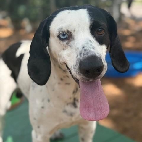 Jackson, ADOPTABLE, Adult Male Mixed Breed.