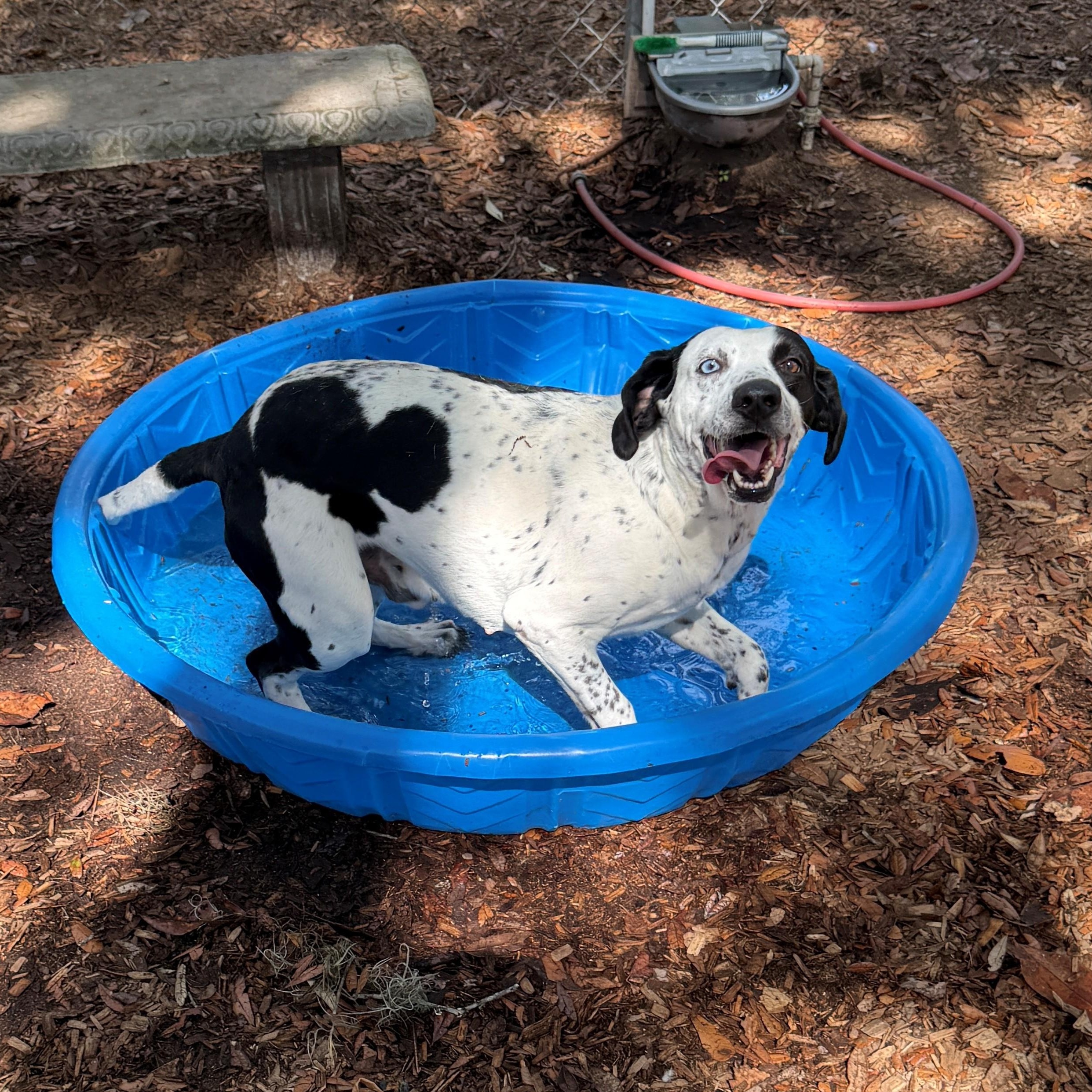 Enlarge Jackson, a ADOPTABLE Mixed Breed in St. Augustine, FL image 2/4