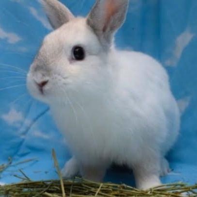 Enlarge GRISWALD, a Adopted Himalayan in Toronto, ON image 1/2