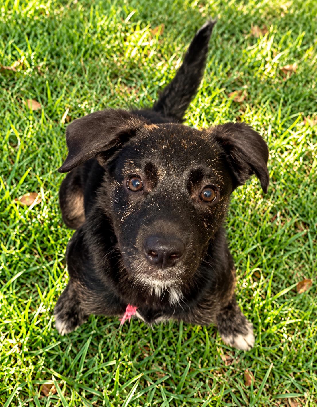 Enlarge Haruhi, a Adoptable mixed breed in Winter Haven, FL image 2/3