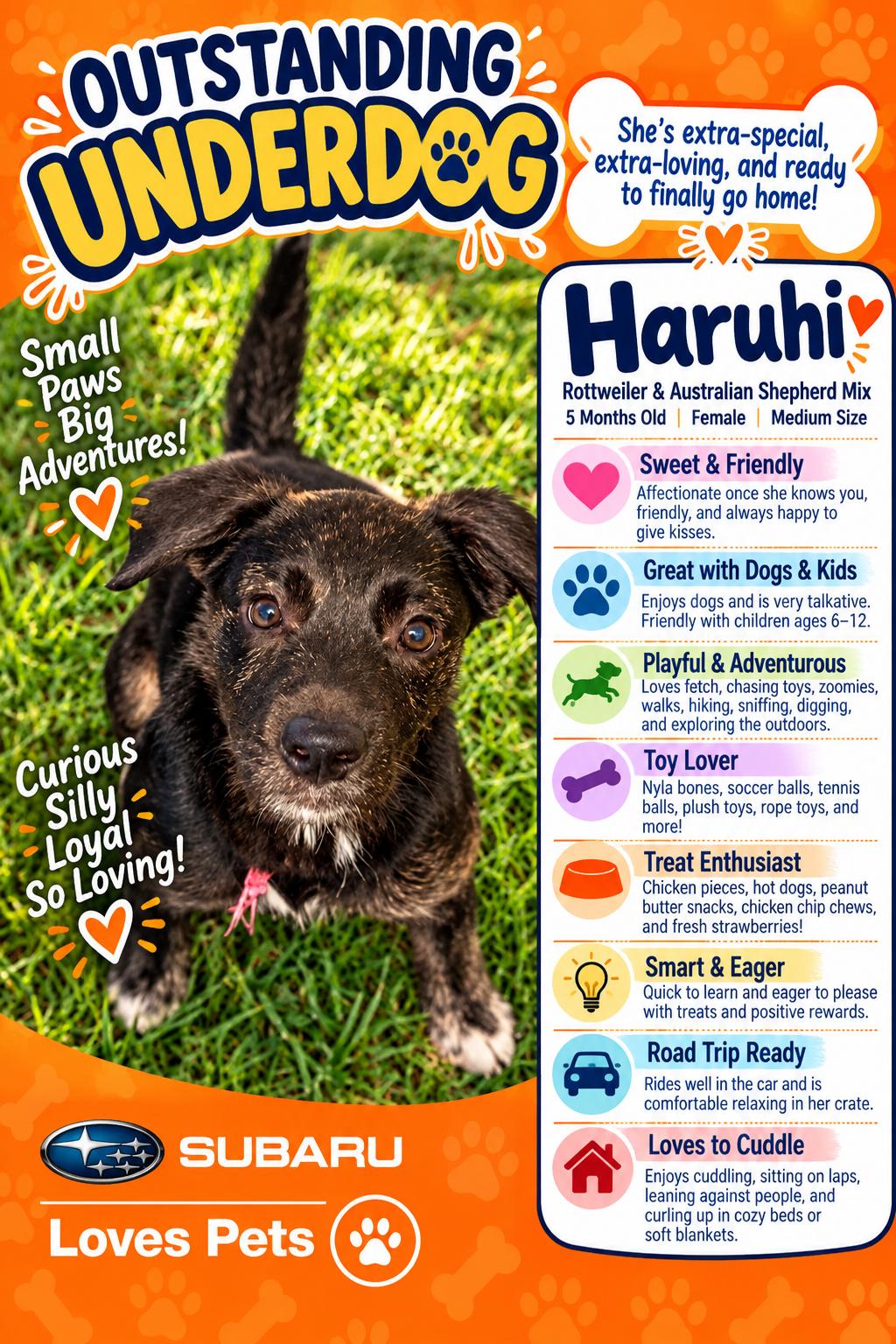 Enlarge Haruhi, a Adoptable mixed breed in Winter Haven, FL image 1/3