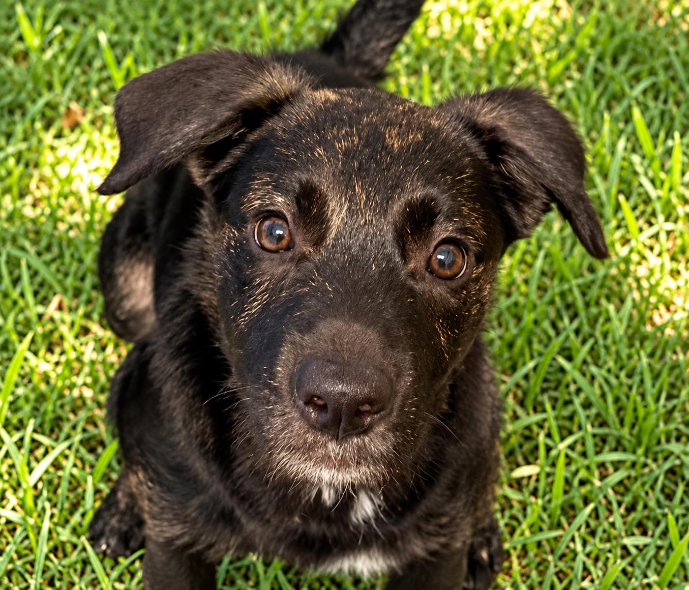 Enlarge Haruhi, a Adoptable mixed breed in Winter Haven, FL image 3/3