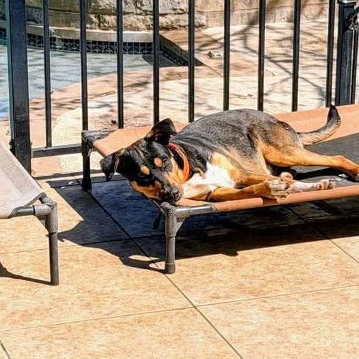 Cato, adopted, Young Male Labrador Retriever & German Shepherd Dog.