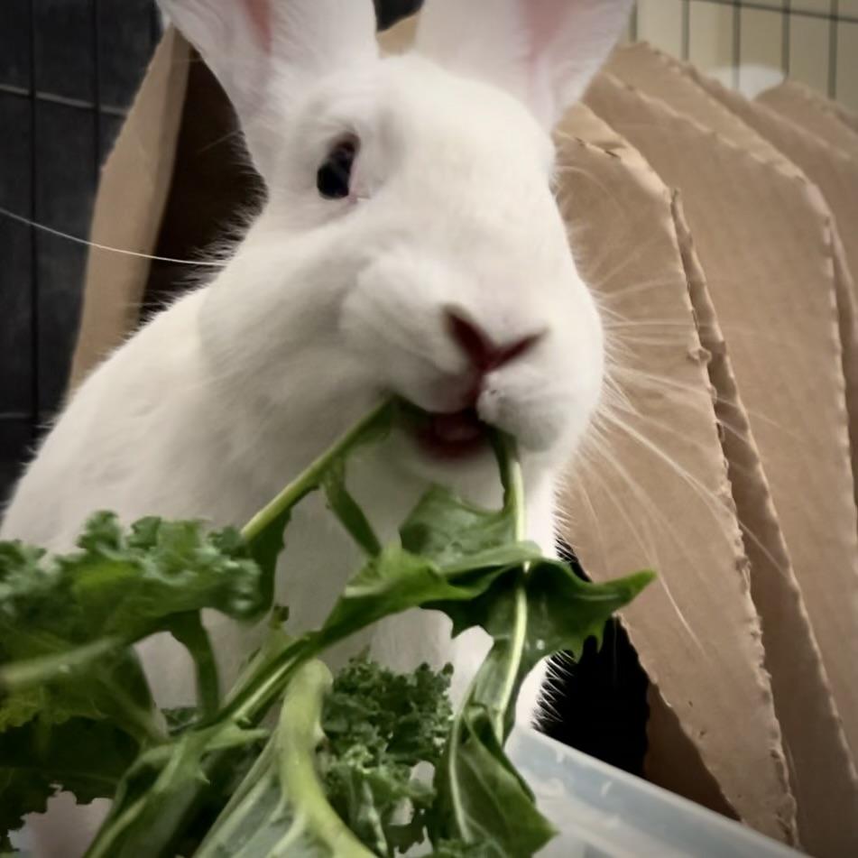 Enlarge Bluejay, a Adoptable Bunny Rabbit in Livermore, CA image 1/6