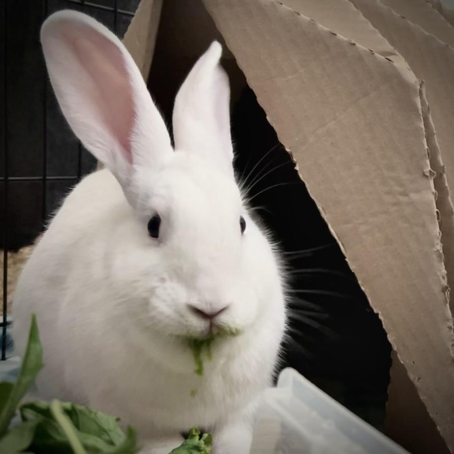 Enlarge Bluejay, a Adoptable Bunny Rabbit in Livermore, CA image 4/6