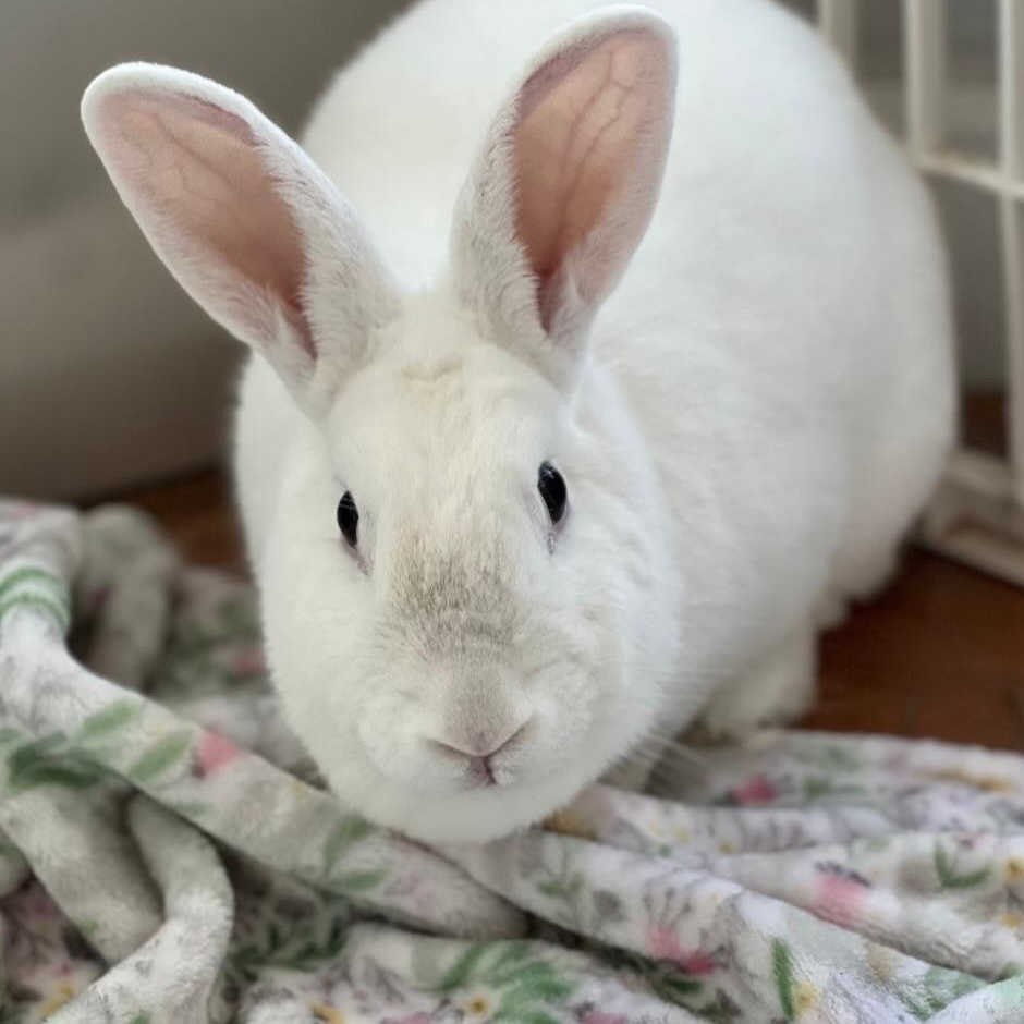 Enlarge Bluejay, a Adoptable Bunny Rabbit in Livermore, CA image 6/6