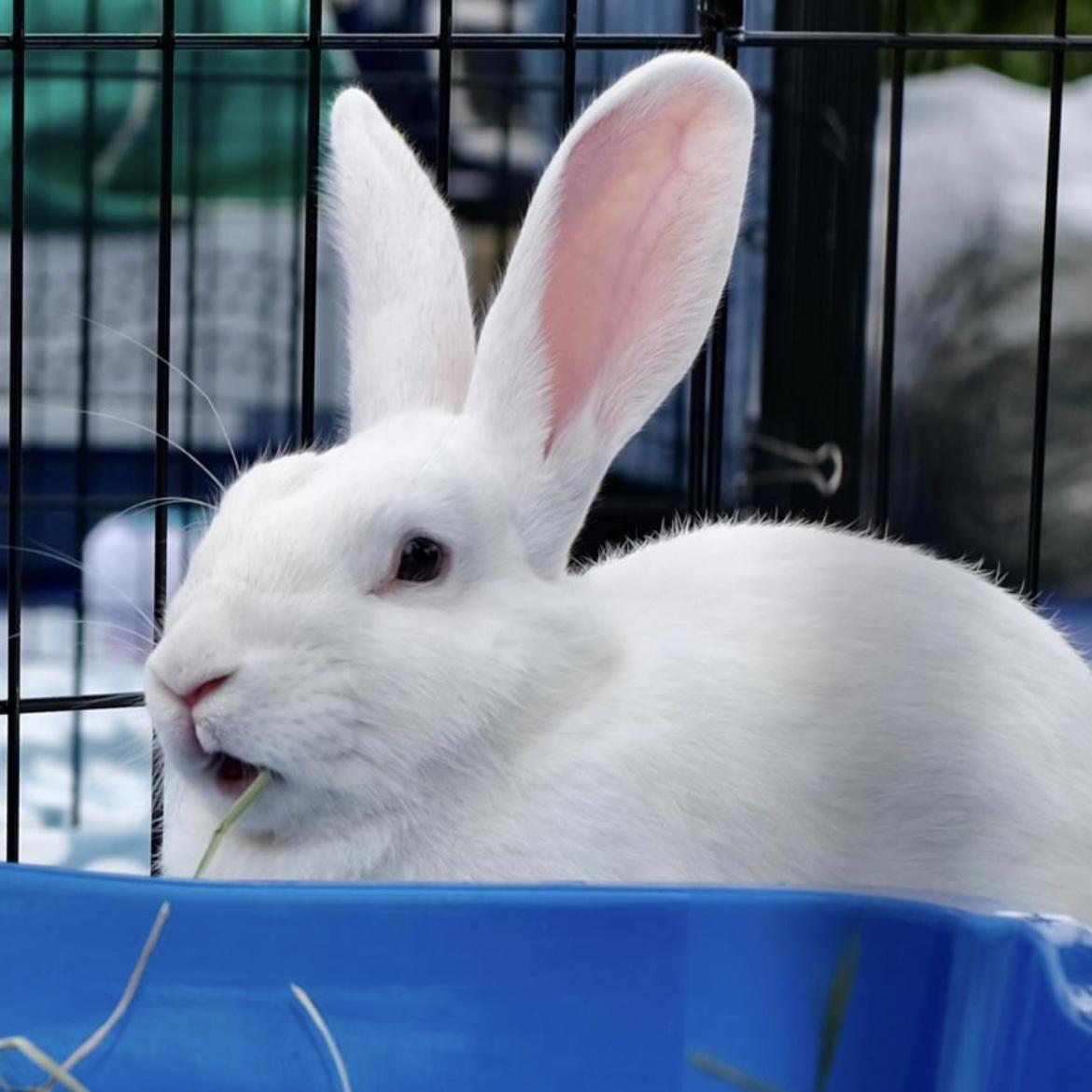 Enlarge Bluejay, a Adoptable Bunny Rabbit in Livermore, CA image 5/6