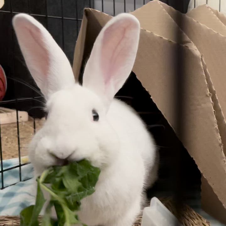 Enlarge Bluejay, a Adoptable Bunny Rabbit in Livermore, CA video 2/6