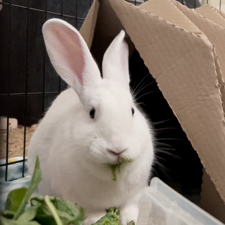 Enlarge Bluejay, a Adoptable Bunny Rabbit in Livermore, CA video 3/6