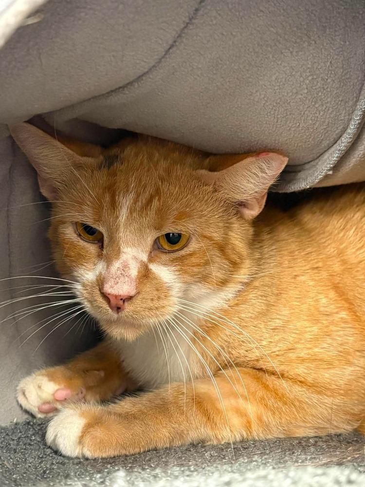 Smudge, Adoptable, Young Male Domestic Short Hair.