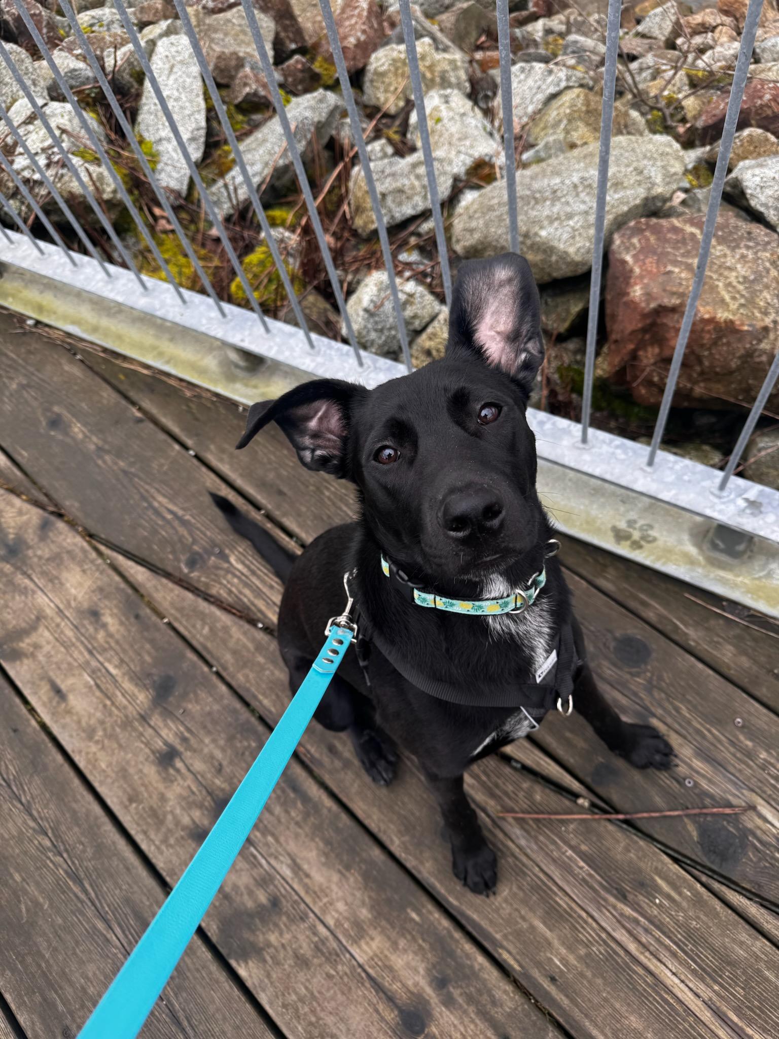 Enlarge Wesley, a ADOPTABLE mixed breed in New Westminster, BC image 1/2