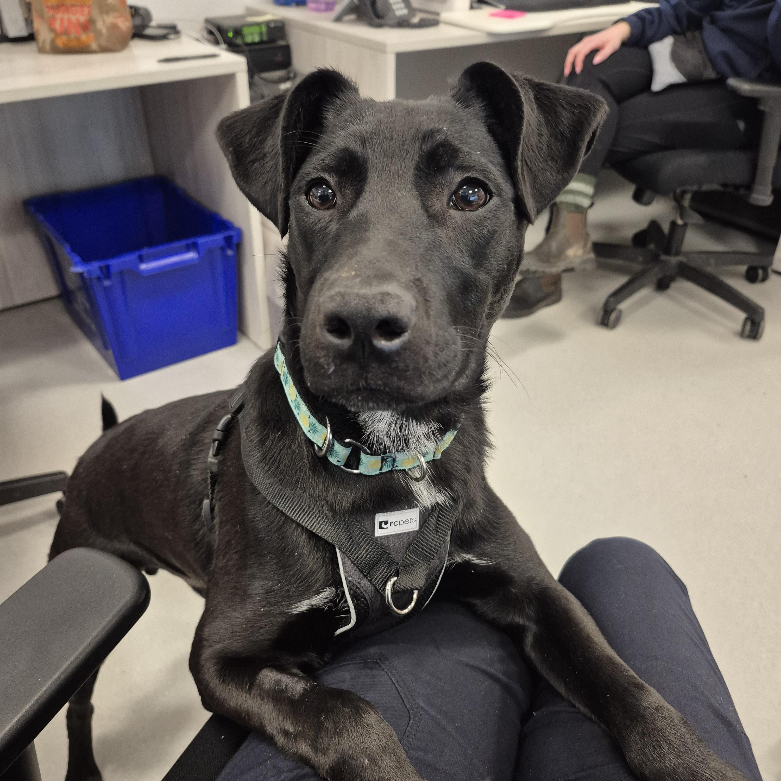 Enlarge Wesley, a ADOPTABLE mixed breed in New Westminster, BC image 2/2