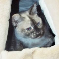 Panda Bear--Adoptable with Bonded Companion, Butterscotch