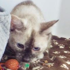 Panda Bear — thumbnail 3