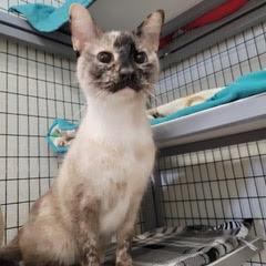 Panda Bear — thumbnail 4