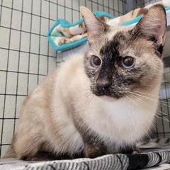 Panda Bear — thumbnail 6