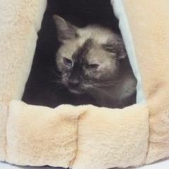 Panda Bear--Adoptable with Bonded Companion, Butterscotch