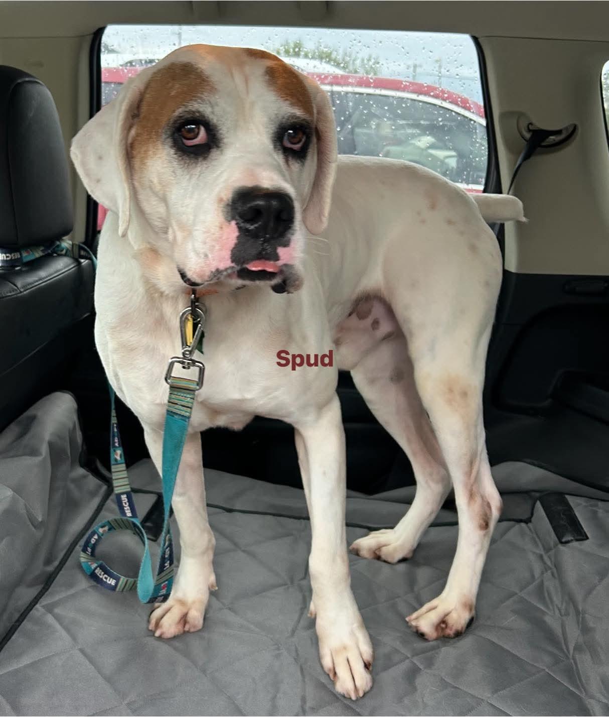 Enlarge Spud - ADOPTION PENDING!!, a Adoptable Boxer in Shakopee, MN image 1/3