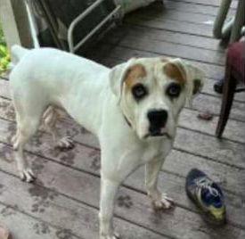 Enlarge Spud - ADOPTION PENDING!!, a Adoptable Boxer in Shakopee, MN image 2/3