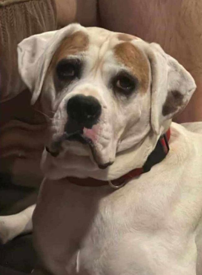 Enlarge Spud - ADOPTION PENDING!!, a Adoptable Boxer in Shakopee, MN image 3/3