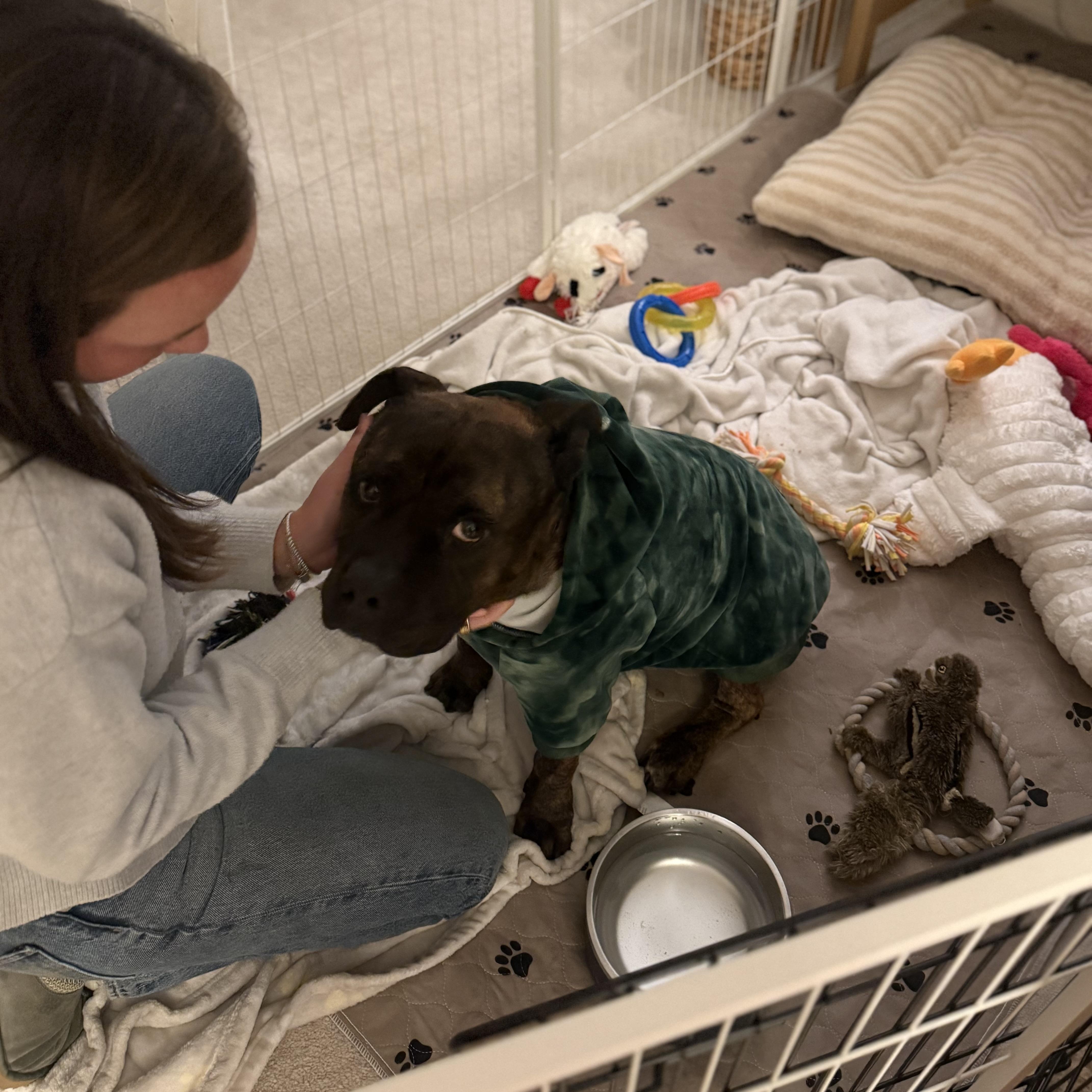 Kane , a ADOPTABLE mixed breed in Hayward, CA image 4/6