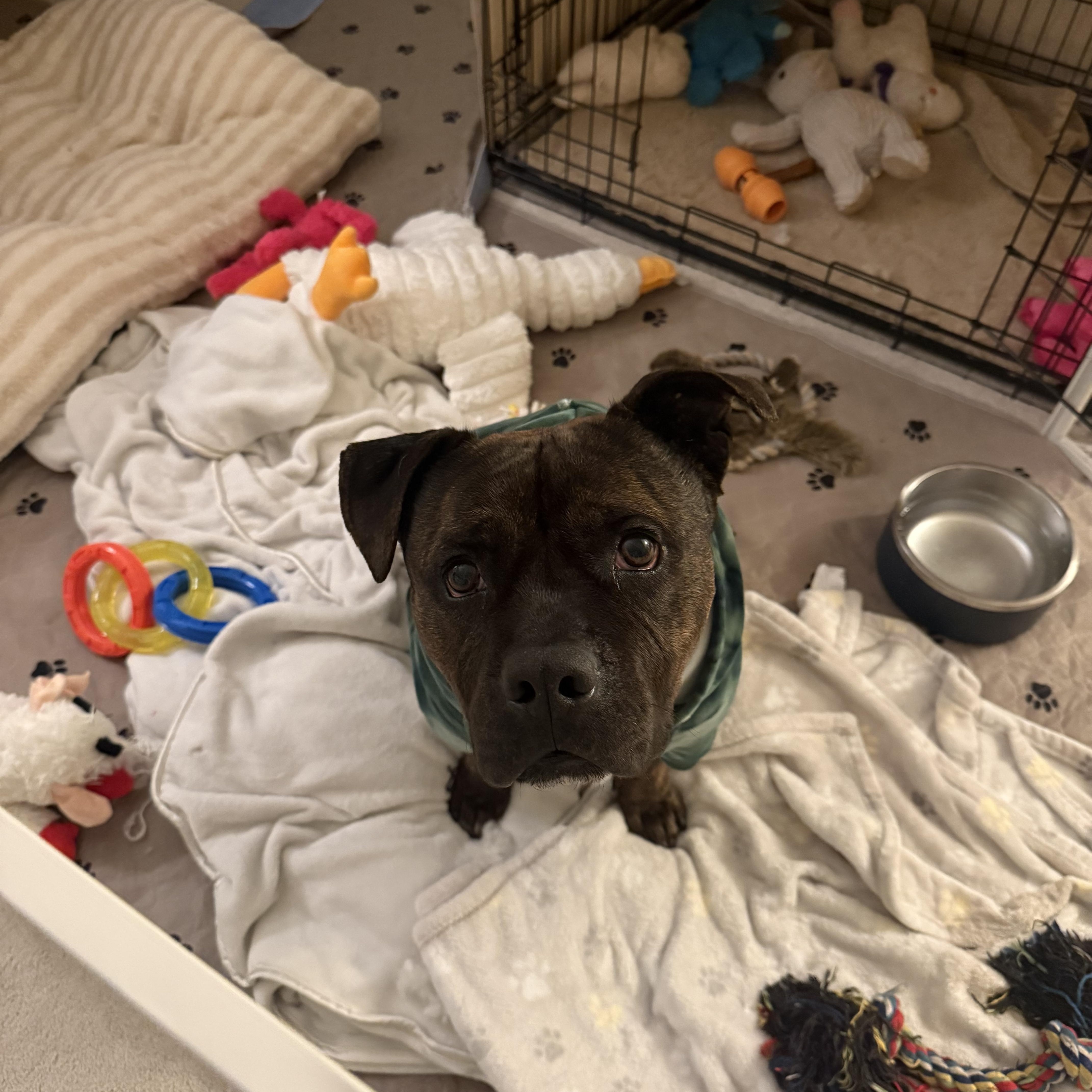 Kane , a ADOPTABLE mixed breed in Hayward, CA image 5/6