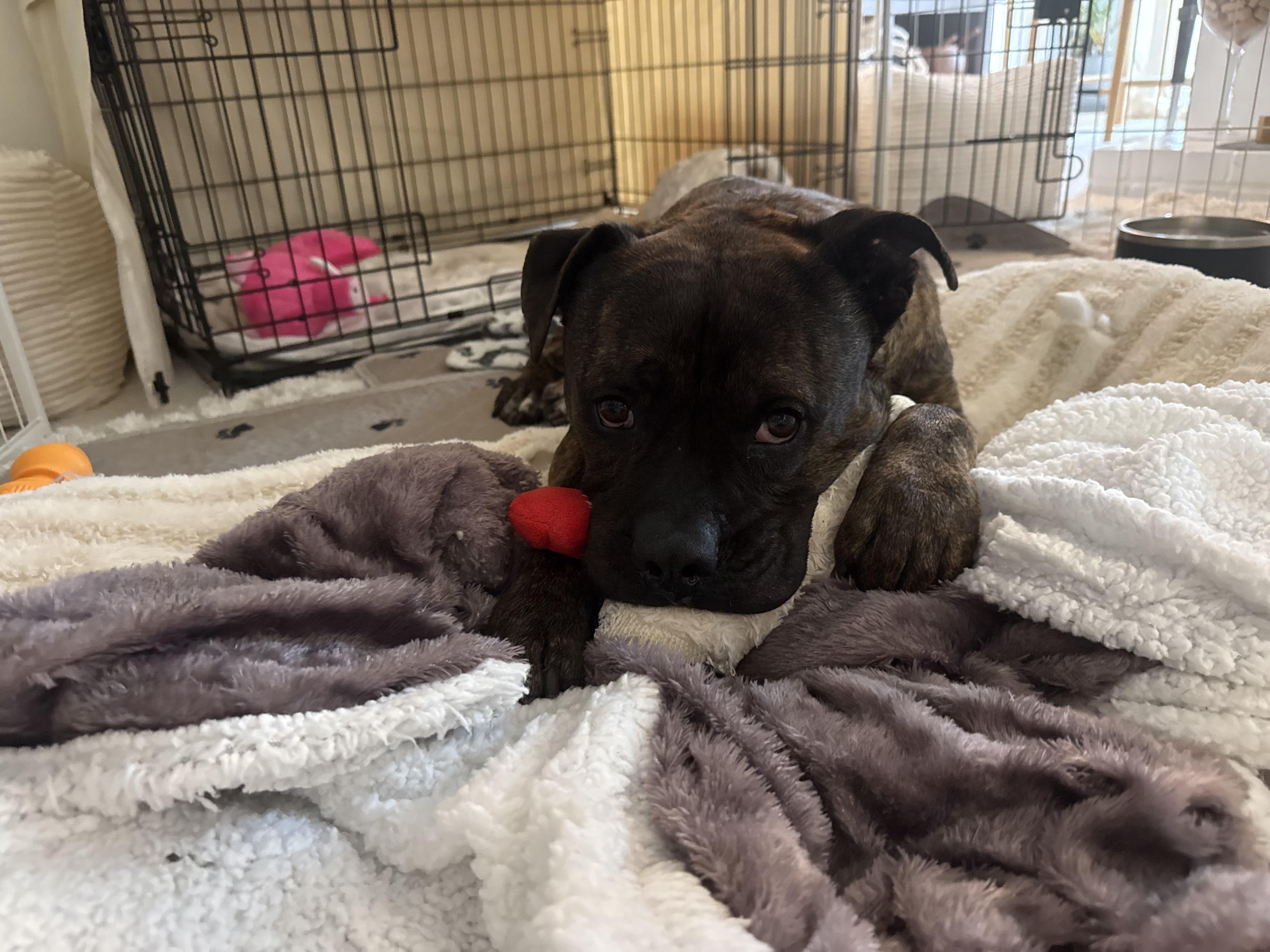 Kane , a ADOPTABLE mixed breed in Hayward, CA image 2/6