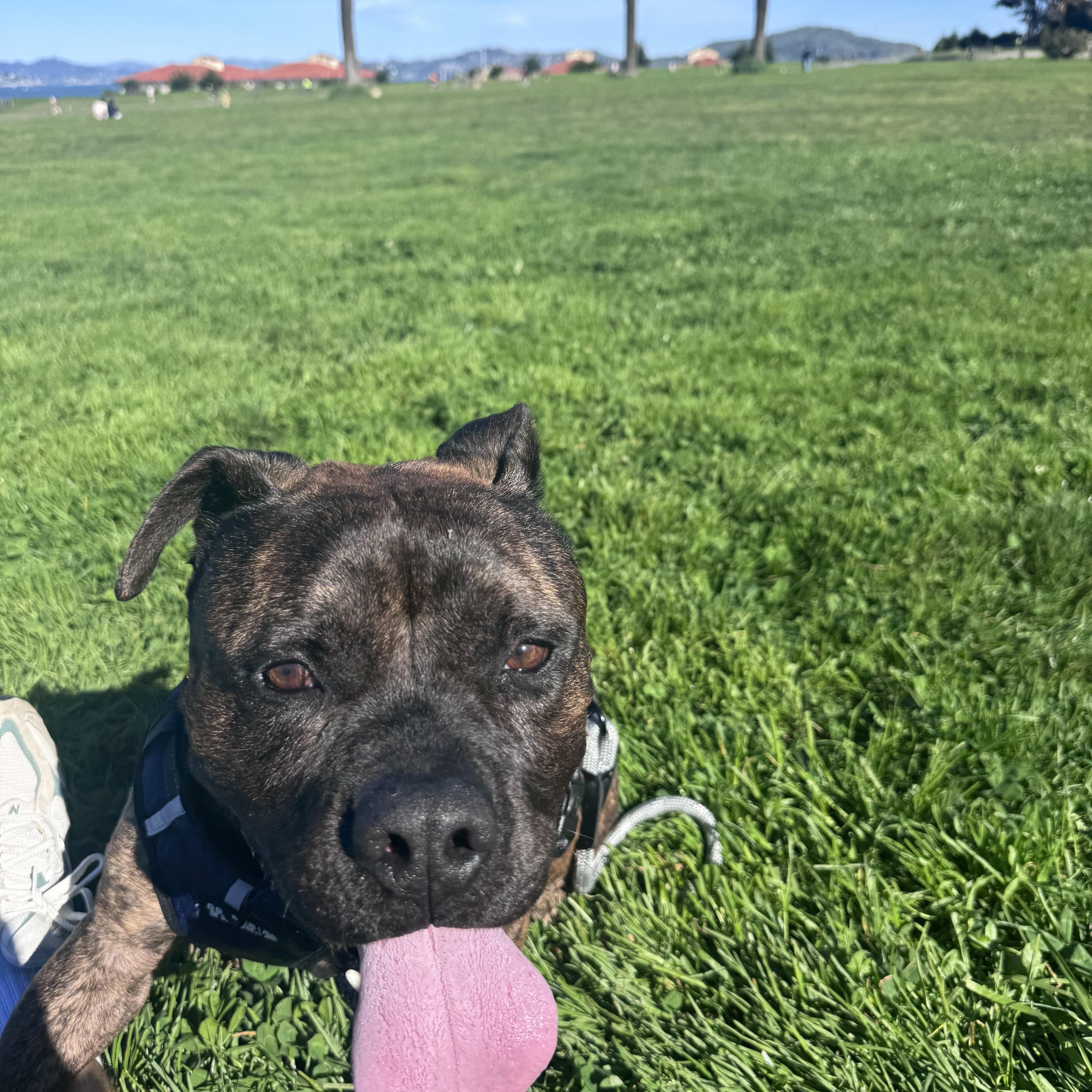 Kane , a ADOPTABLE mixed breed in Hayward, CA image 6/6