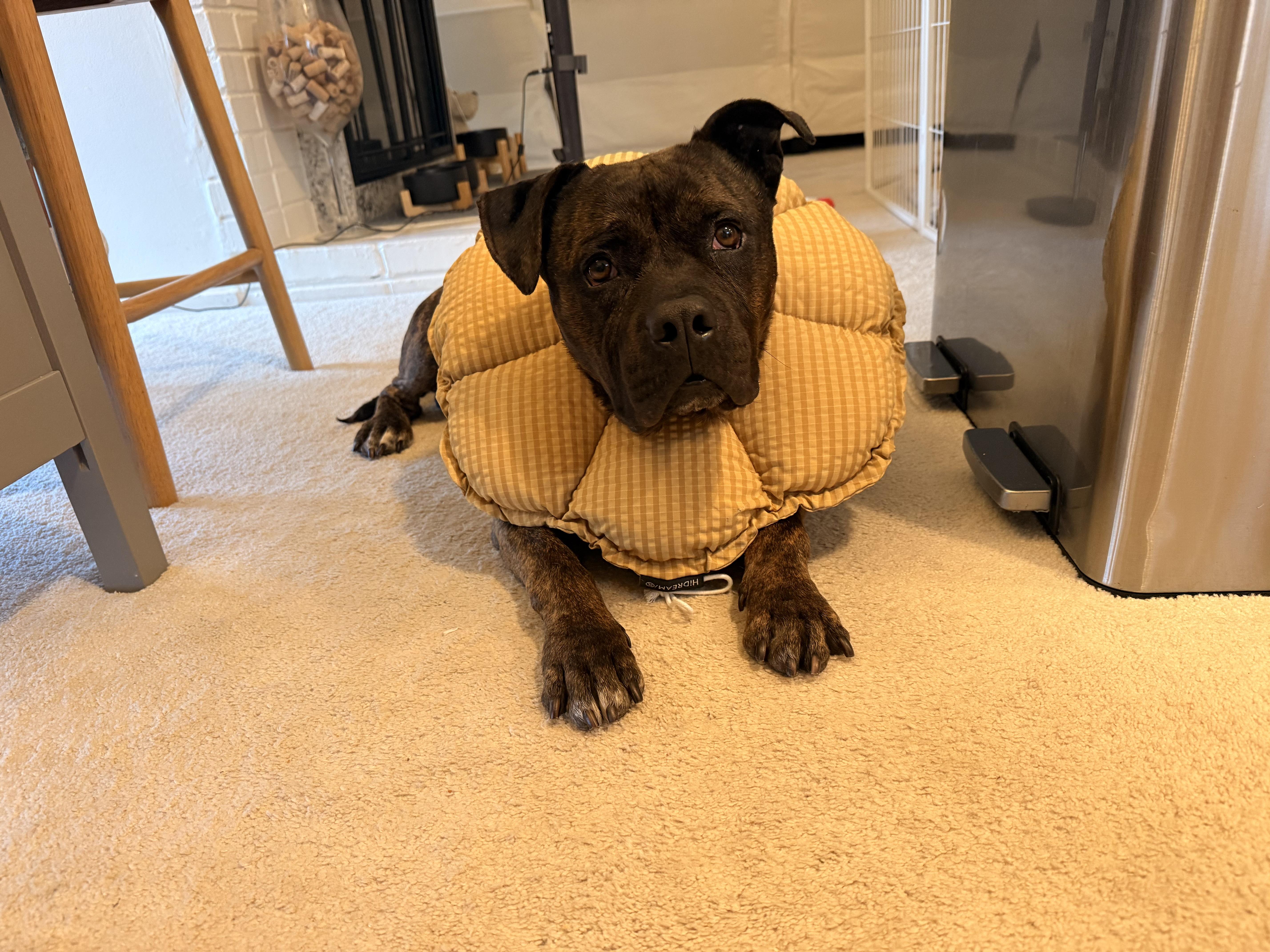Kane , ADOPTABLE, Adult Male American Staffordshire Terrier.